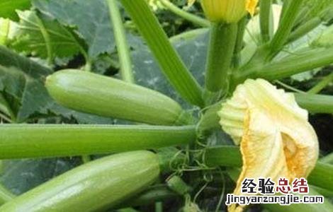 西葫芦不结瓜是什么原因 西葫芦为什么不结瓜怎么回事