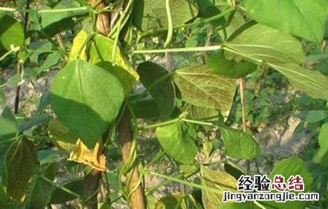 豆角药害怎么处理 豆角发生药害的防治技术