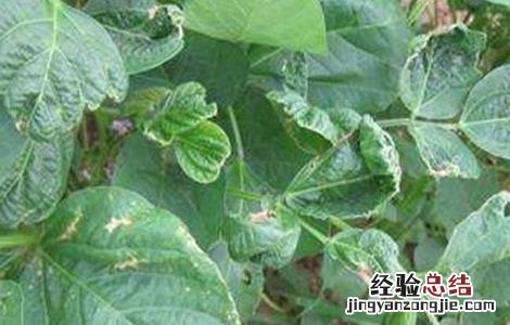 豆角药害怎么处理 豆角发生药害的防治技术