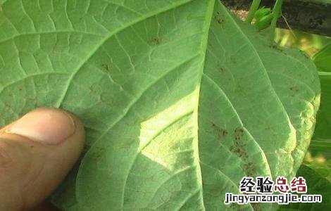 豆角药害怎么处理 豆角发生药害的防治技术
