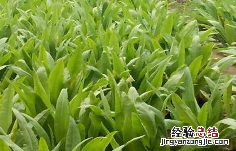油麦菜怎么种才能高产呢 油麦菜怎么种才能高产