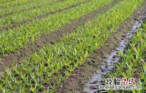 油麦菜怎么种才能高产呢 油麦菜怎么种才能高产