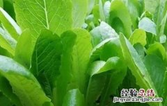 油麦菜怎么种才能高产呢 油麦菜怎么种才能高产