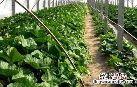 甜瓜不结瓜的原因 甜瓜不结瓜的原因是