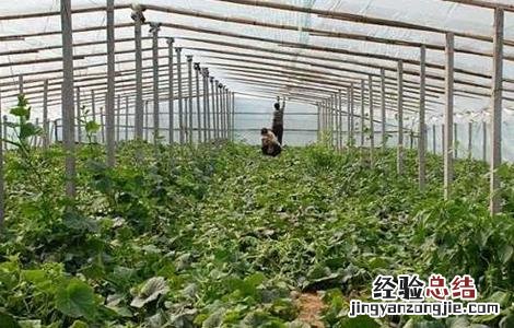 甜瓜不结瓜的原因 甜瓜不结瓜的原因是