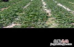 甜瓜不结瓜的原因 甜瓜不结瓜的原因是