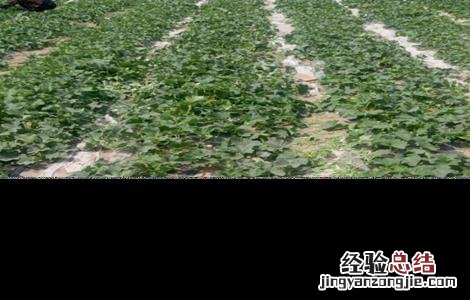 甜瓜不结瓜的原因 甜瓜不结瓜的原因是