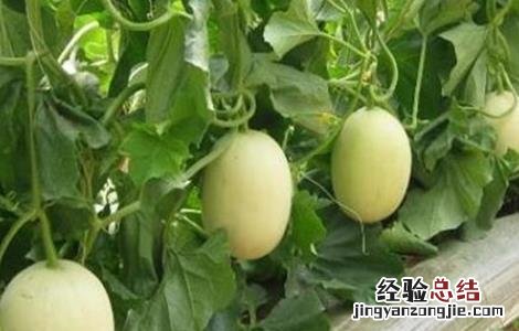 甜瓜不结瓜的原因 甜瓜不结瓜的原因是