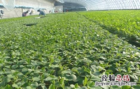 甜瓜不结瓜的原因 甜瓜不结瓜的原因是