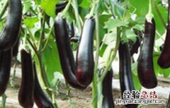 如何提高茄子坐果率的方法 如何提高茄子坐果率