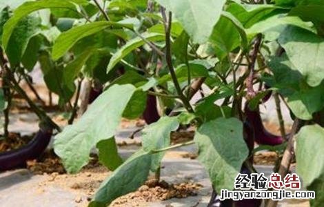 如何提高茄子坐果率的方法 如何提高茄子坐果率