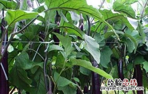 如何提高茄子坐果率的方法 如何提高茄子坐果率