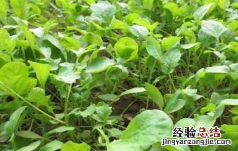 芝麻菜的种植方法和时间 芝麻菜的种植方法