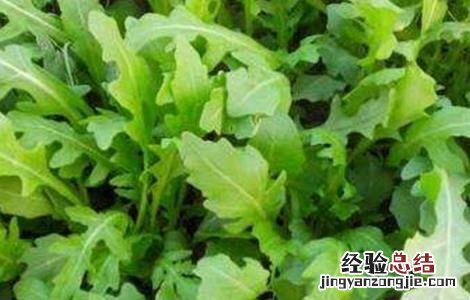 芝麻菜的种植方法和时间 芝麻菜的种植方法