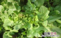 芝麻菜的种植方法和时间 芝麻菜的种植方法