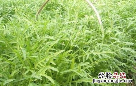 芝麻菜的种植方法和时间 芝麻菜的种植方法