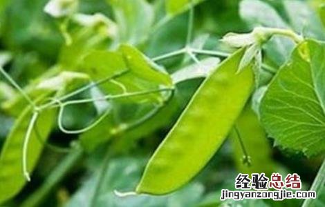 荷兰豆用什么肥才能获得高产? 荷兰豆高产施肥技巧