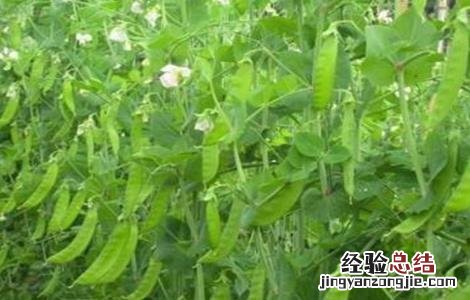 荷兰豆用什么肥才能获得高产? 荷兰豆高产施肥技巧