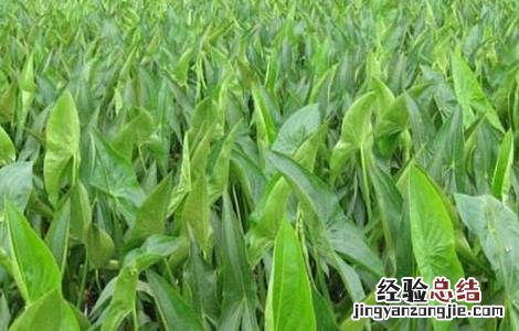 山慈姑怎么种植 慈姑种植的注意事项
