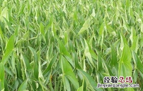 山慈姑怎么种植 慈姑种植的注意事项