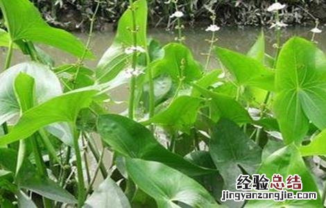山慈姑怎么种植 慈姑种植的注意事项