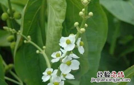 山慈姑怎么种植 慈姑种植的注意事项
