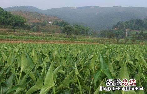 山慈姑怎么种植 慈姑种植的注意事项