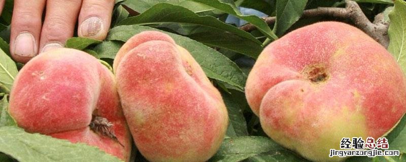 中蟠11号蟠桃的特点 中蟠十二号蟠桃品质咋样