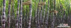 乙羧氟草醚适用作物 乙羧氟草醚适用作物于红薯地吗