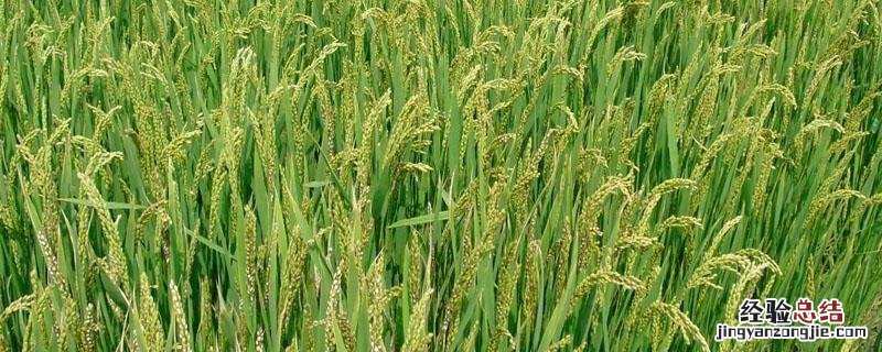 乙蒜素混配禁忌 乙蒜素混用禁忌