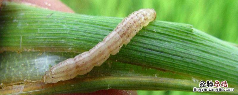 二化螟和三化螟的区别 二化螟和大螟区别