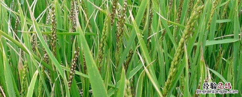 乙蒜素的使用注意事项 乙蒜素使用范围