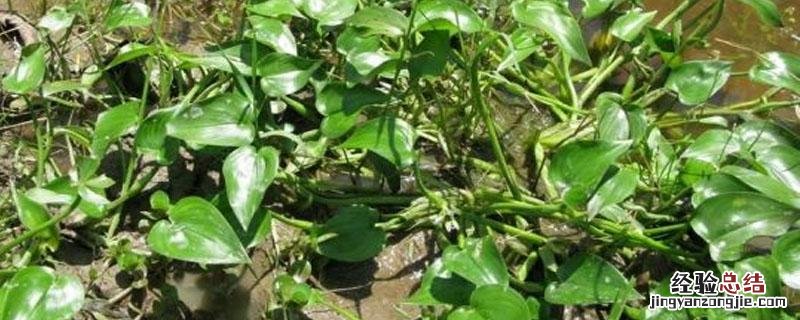 2甲4氯钠对水稻有害吗 二甲四氯伤不伤水稻