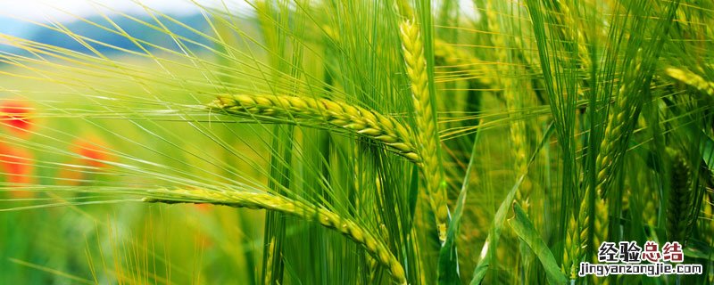 农支地保是小麦补贴吗 谁种地谁领小麦补贴吗