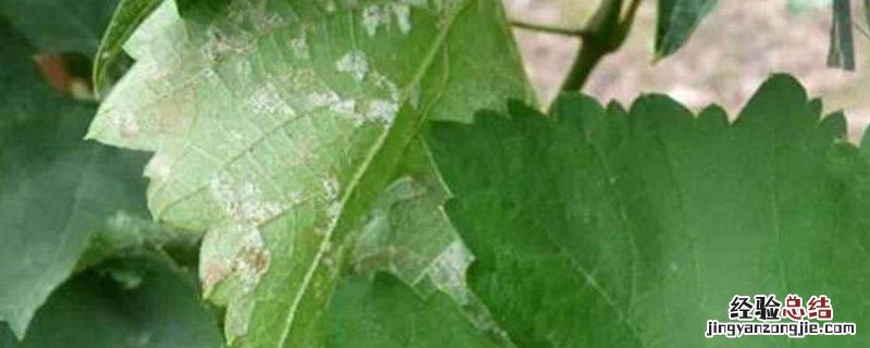 小檗碱的功效与作用 农用小檗碱的功效