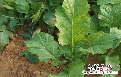 芥菜疙瘩怎么种 芥菜疙瘩怎么种法什么时间种