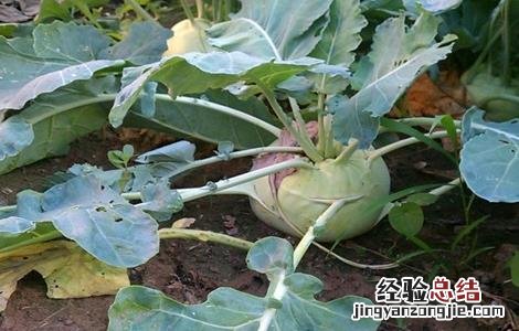 芥菜疙瘩怎么种 芥菜疙瘩怎么种法什么时间种