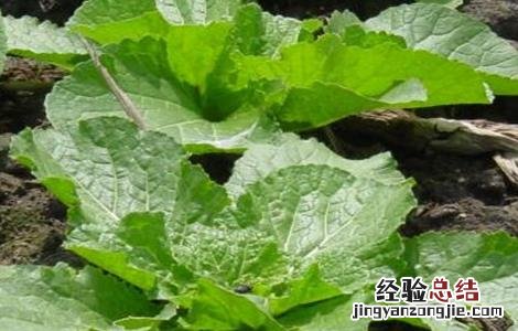 白菜莲座期是什么意思 白菜莲座期该怎么管理
