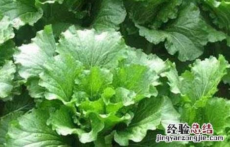 白菜莲座期是什么意思 白菜莲座期该怎么管理