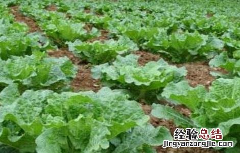 白菜莲座期是什么意思 白菜莲座期该怎么管理