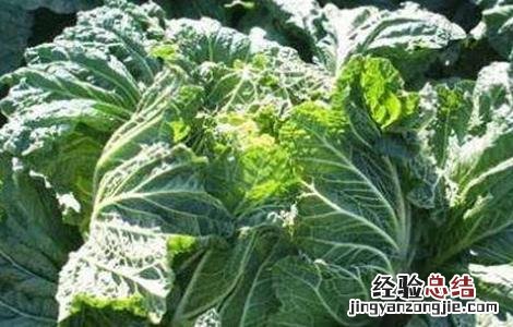 白菜莲座期是什么意思 白菜莲座期该怎么管理
