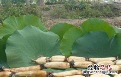 莲藕的选种留种技术 莲藕的选种留种技术