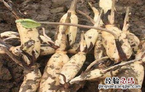 莲藕的选种留种技术 莲藕的选种留种技术