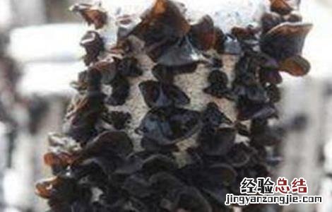 黑木耳流耳原因及防治措施 黑木耳流耳的原因