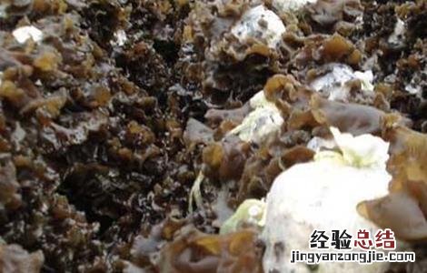 黑木耳流耳原因及防治措施 黑木耳流耳的原因