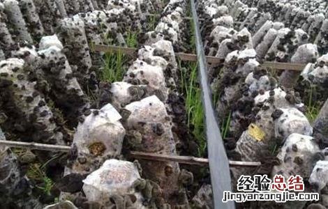黑木耳流耳原因及防治措施 黑木耳流耳的原因
