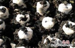 黑木耳流耳原因及防治措施 黑木耳流耳的原因