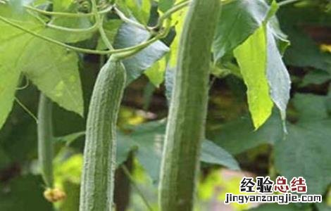 丝瓜化瓜怎么办 丝瓜化瓜是怎么回事
