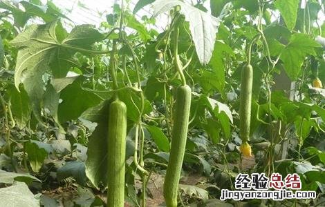 丝瓜化瓜怎么办 丝瓜化瓜是怎么回事