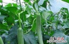 丝瓜化瓜怎么办 丝瓜化瓜是怎么回事